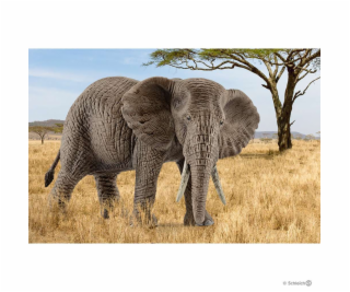 Schleich Wild Life slon africky - samica