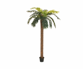 Phoenix palma deluxe, 250 cm