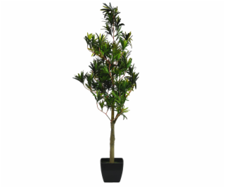 Nohoplod stromek, 90 cm
