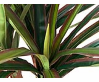Dracena zeleno-červená, 120 cm