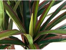 Dracena zeleno-červená, 120 cm