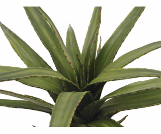 Aloe vera zelená, 50 cm