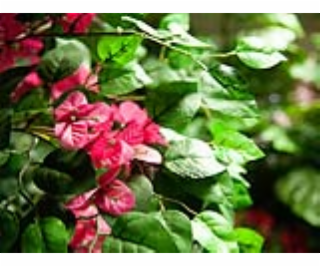 Bougainvillea červená, 150 cm