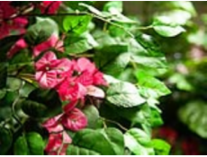 Bougainvillea červená, 150 cm