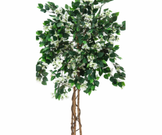 Bougainvillea bílá, 150 cm