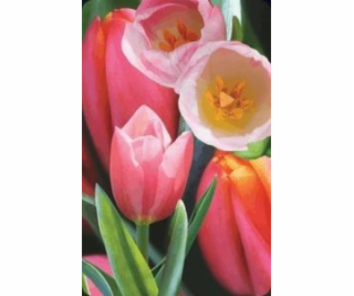 Cenná mini 3D karta Tulip (180178)