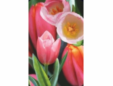 Cenná mini 3D karta Tulip (180178)