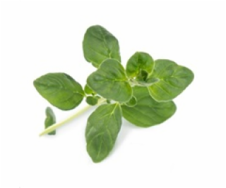 Véritable Lingot Sladká bazalka - BIO