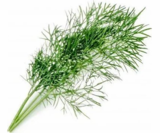 Véritable Lingot Kôpor - BIO