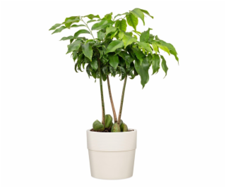 Hrniec Scheurich Avorio, plast, O 38 cm, krém