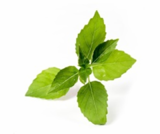 Véritable Lingot Citronová bazalka - BIO