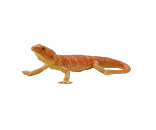 Mojo Agama