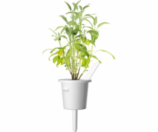 Click And Grow Náhradní náplň do Smart Garden do šalvěje ...