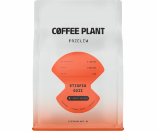 Coffee Plant Kávová rostlina Etiopie Guji 250g kávových zrn