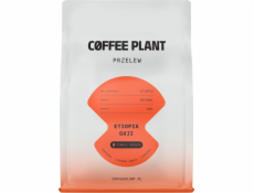 Coffee Plant Kávová rostlina Etiopie Guji 250g kávových zrn