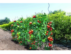 Podpora rostlin Garden Center 140183, 0,7 cm x 0,7 cm x 170 cm
