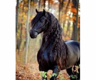 Norimpex Diamantová mozaika - černý kruh