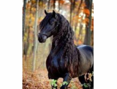 Norimpex Diamantová mozaika - černý kruh