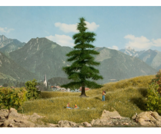 Noch Jedle kavkazská