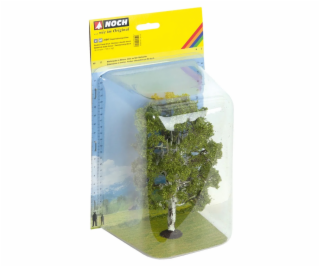 Noch Bříza dvoukmenná