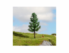 Noch Smrk vysoký kmen