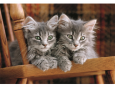 Clementoni - Puzzle 500 Koťata