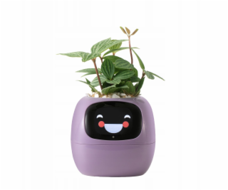 kwiatydonice PlantsIO BŘEČŤAN FIALOVÝ