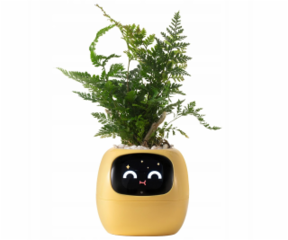 kwiatydonice PlantsIO BŘEČŤAN ŽLUTÝ