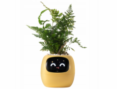 kwiatydonice PlantsIO BŘEČŤAN ŽLUTÝ