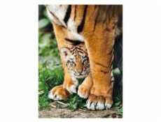 500 elementów Tygrys bengalski między nogami matki