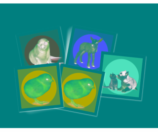 Clementoni BABY ANIMALS MEMO HRA 18315 CLM PUD