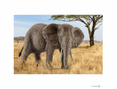 Schleich Wild Life slon africky - samica