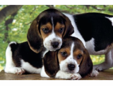Delione Clementoni Beagles, 500 lotov