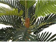Kokosová palma, 90 cm