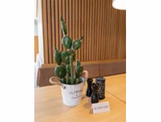 Kaktus mix v květináči, 54cm