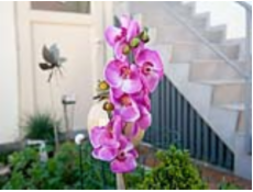 Orchidej větvička fialová, 100 cm