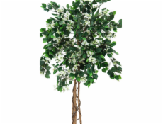 Bougainvillea bílá, 150 cm