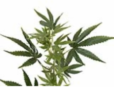 Konopí, větvička, 90 cm Konopí, větvička, 90 cm