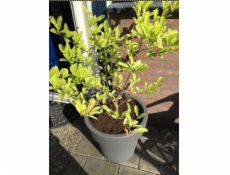 Hrniec Prosperplast Lofly DLOF500, H 49 cm, sivý