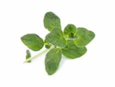 Véritable Lingot Sladká bazalka - BIO