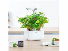 Véritable Lingot Divoké červené jahody