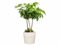 Hrniec Scheurich Avorio, plast, O 38 cm, krém