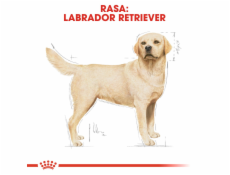 ROYAL CANIN Labrador Adult - suché krmivo pro psy - 12 kg