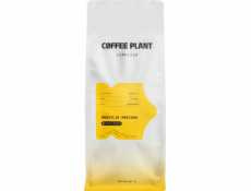 Coffee Plant Kávová rostlina Espresso Brazil Mogiana 1 kg kávových zrn