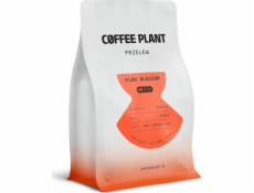 Coffee Plant Kávová rostlina FLOW Blossom 250g kávová zrna