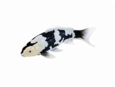 Mojo Kapr koi shiro utsuri