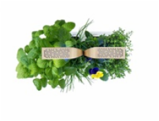 Véritable CONNECT - Smart automatický květináč s regulací osvětlení, bílá-champagne + 4 bylinkové náplně