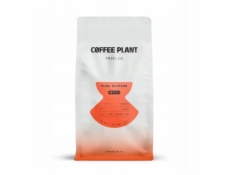 Coffee Plant KÁVOVÁ ROSTLINA - FLOW Blossom filtr 800g